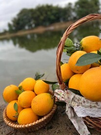 橙子