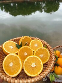 橙子