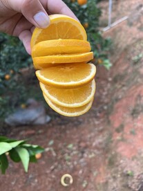 橙子