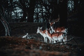 梅花鹿            