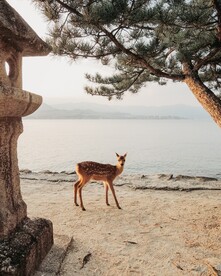 梅花鹿            