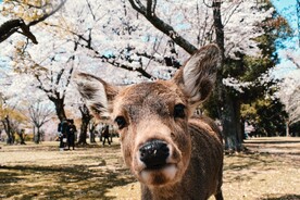 鹿              