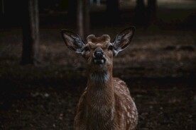 鹿              