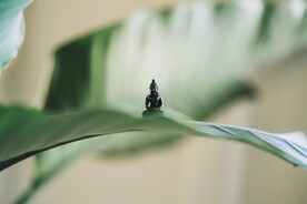 禅意背景图