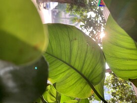 阳光下的绿叶拍摄图