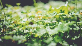 植物草地图片
