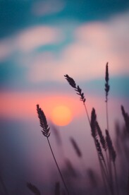 芦苇日落