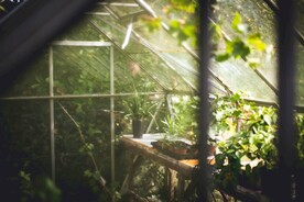 花房植物