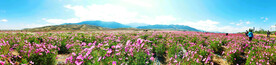 乌鲁木齐南山花海