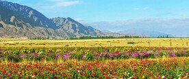 乌鲁木齐南山花海