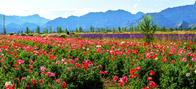 乌鲁木齐南山花海
