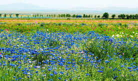 乌鲁木齐南山花海