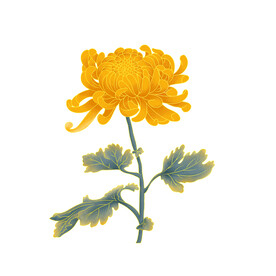 菊花