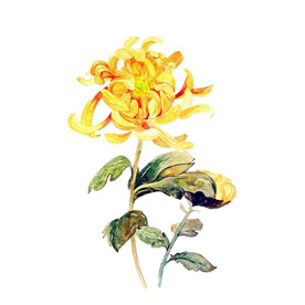 菊花