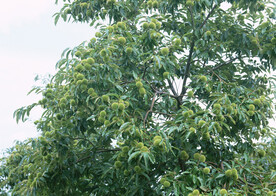板栗树