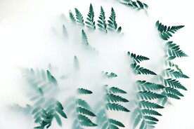 树叶