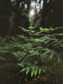 树叶