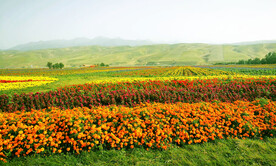 新疆唐布拉花海