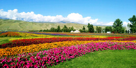 新疆唐布拉花海