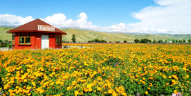 新疆唐布拉花海