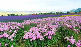 新疆唐布拉花海