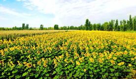 新疆唐布拉花海