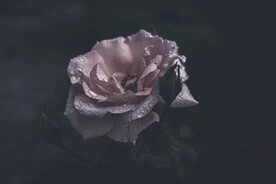 月季花