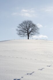 雪景 