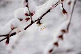 雪景 