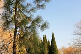 湿地松枝叶特写