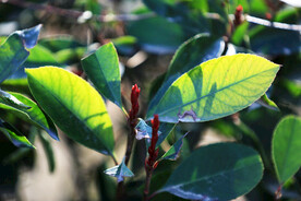 光影石楠叶特写