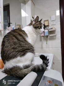 猫-侧脸