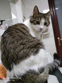 猫-回眸