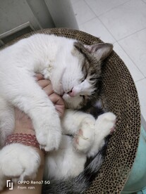 猫-睡觉