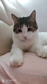 猫-忧郁