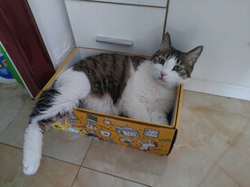 猫