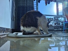 猫-洗澡