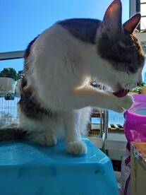 猫-舔爪爪