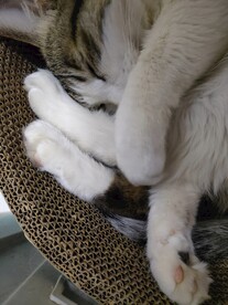 猫-睡觉