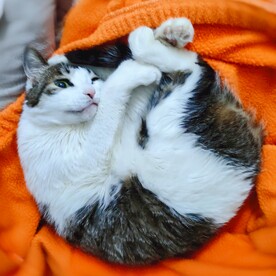猫-眨眼-wink
