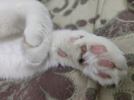 猫爪