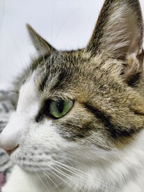 猫-特写