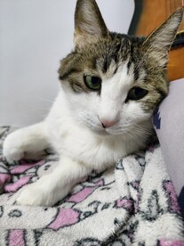 猫-不开心