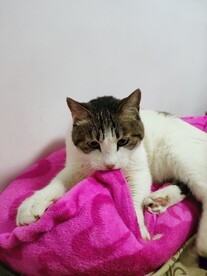 猫咪