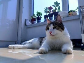 猫悠闲