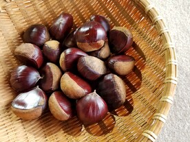 板栗