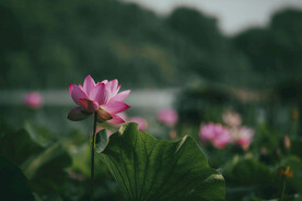 荷花