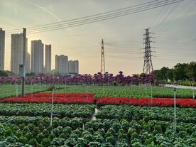 鲜花