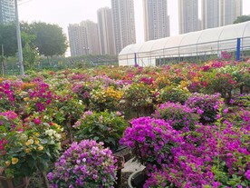鲜花 风景
