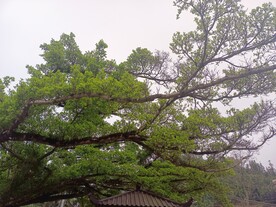 树木 绿叶